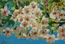 Цветущая ветка вишни, холст. масло, 20х30см