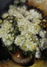 Хризантемы белые, холст, масло. 50х70см